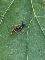 Vespula germanica