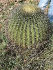 Ferocactus histrix