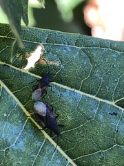 Oxycarenus lavaterae