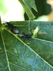 Oxycarenus lavaterae