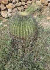 Ferocactus histrix