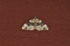 Epirrhoe galiata