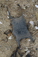 Raja clavata