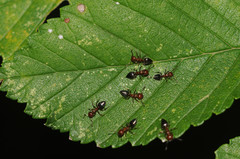 Crematogaster schmidti