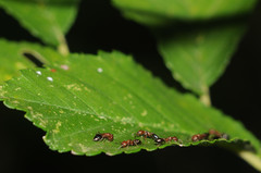 Crematogaster schmidti
