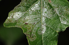 Phyllocnistis labyrinthella