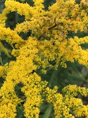 Solidago canadensis