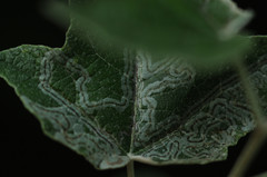 Phyllocnistis labyrinthella