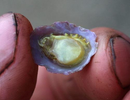 Crepipatella lingulata