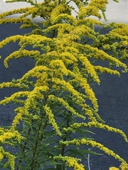 Solidago canadensis