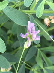Medicago sativa