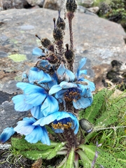 Meconopsis horridula