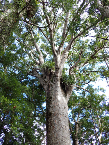 Agathis australis