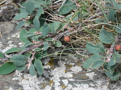 Cotoneaster pyrenaicus