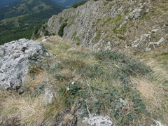 Cotoneaster pyrenaicus