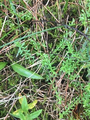 Galium labradoricum