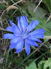 Cichorium intybus