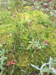 Carex chordorrhiza