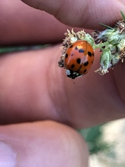 Harmonia axyridis