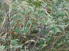 Cotoneaster pyrenaicus