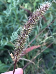 Setaria viridis