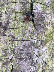 Oxycarenus lavaterae