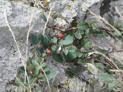 Cotoneaster pyrenaicus