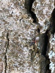 Oxycarenus lavaterae