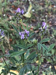 Medicago sativa