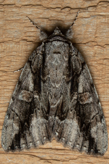 Catocala flebilis