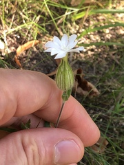 Silene latifolia