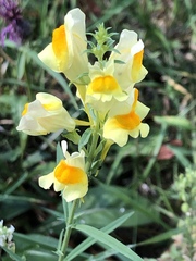 Linaria vulgaris