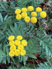 Tanacetum vulgare