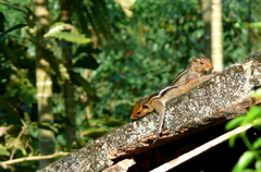 Funambulus tristriatus