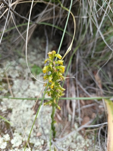 Odontorrhynchus alticola