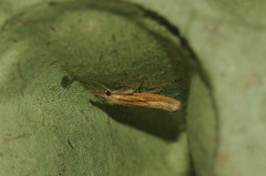 Agriphila tristella