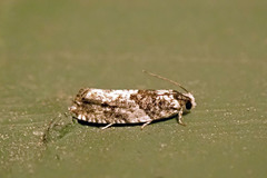Gypsonoma adjuncta