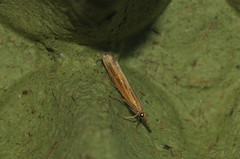 Agriphila tristella