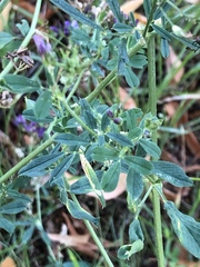 Medicago sativa