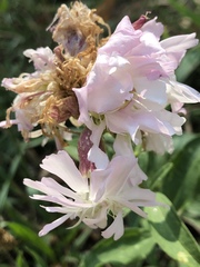 Saponaria officinalis