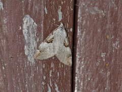 Aplocera praeformata