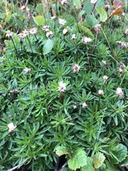 Erigeron hyssopifolius
