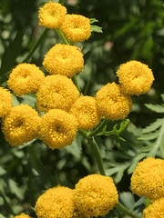 Tanacetum vulgare