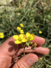 Diplotaxis tenuifolia