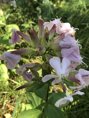 Saponaria officinalis