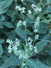 Chenopodium album