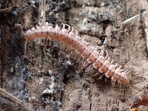 Scytonotus bergrothi