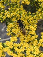 Philanthus triangulum