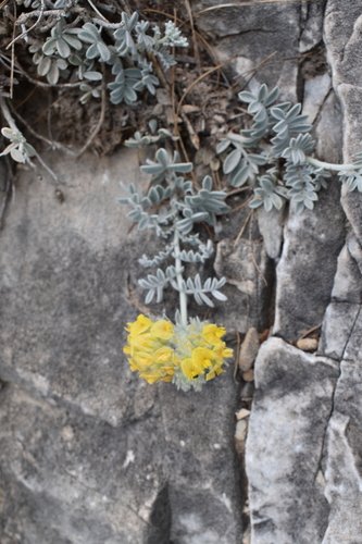 Foto de Anthyllis tejedensis
