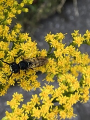Philanthus triangulum